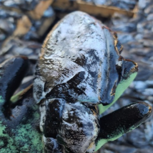 녹진한 먹물이 끝내주는 국내산 먹통 갑오징어