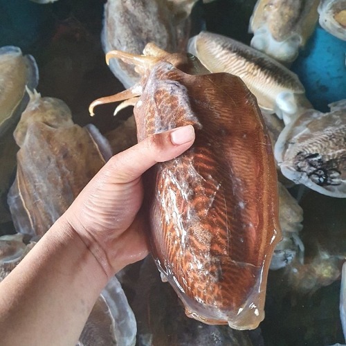 먹물과 녹진한 내장이 가득한 두툼한 인천 대왕 갑오징어